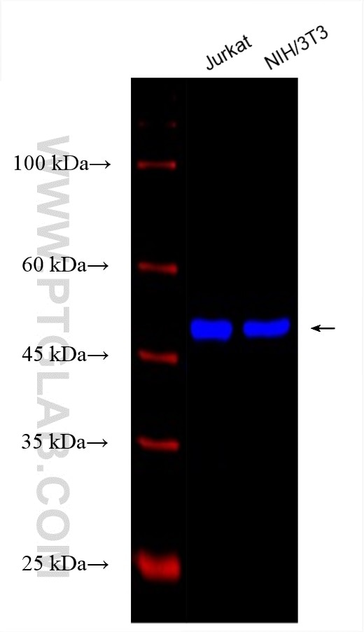 Western Blot (WB) analysis of various lysates using CoraLite® Plus 750-conjugated Beta Tubulin Recombi (CL750-80713)