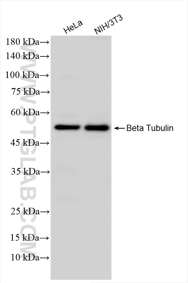 Western Blot (WB) analysis of various lysates using HRP-conjugated Beta Tubulin Recombinant antibody (HRP-80713)