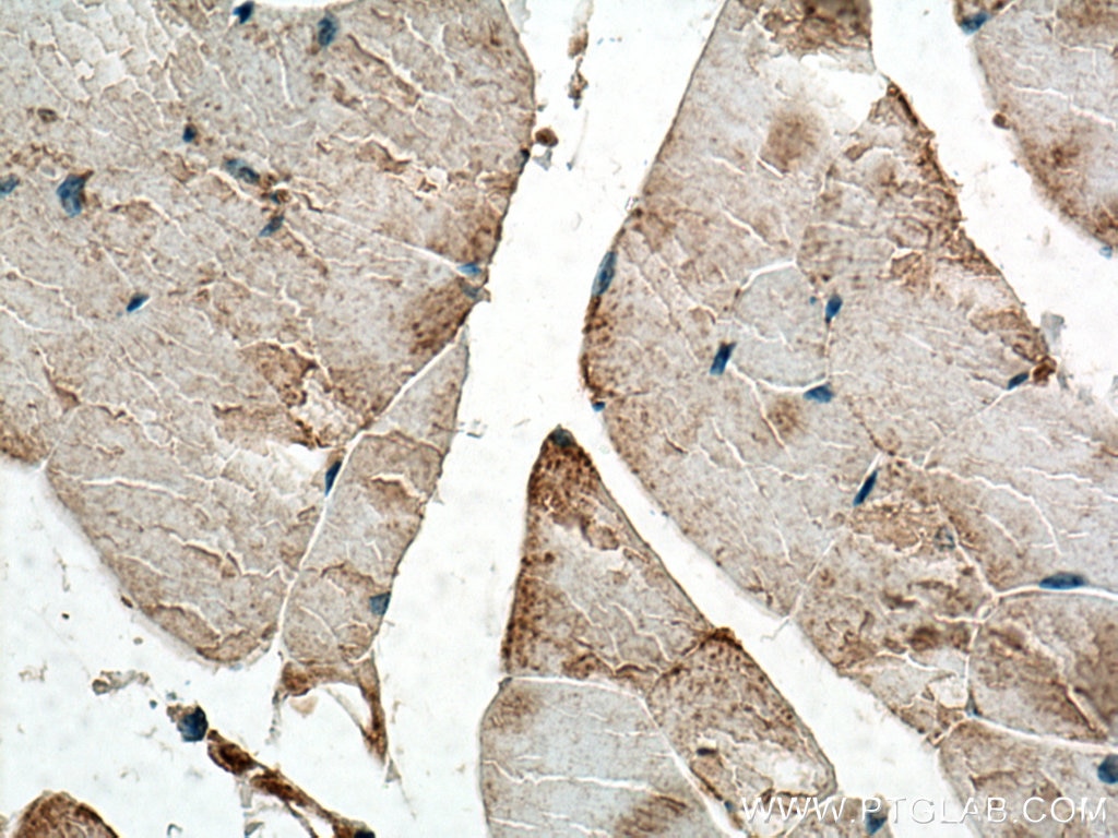 IHC staining of mouse skeletal muscle using 20277-1-AP