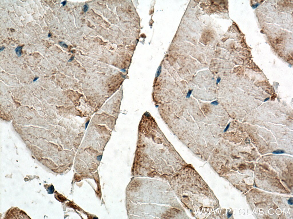 Immunohistochemistry (IHC) staining of mouse skeletal muscle tissue using Osteocalcin Polyclonal antibody (20277-1-AP)