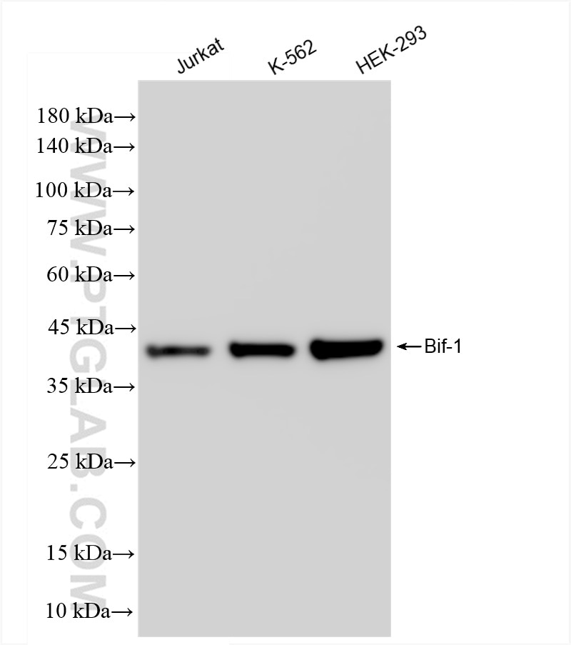 Western Blot (WB) analysis of various lysates using Bif-1 Recombinant antibody (83715-1-RR)