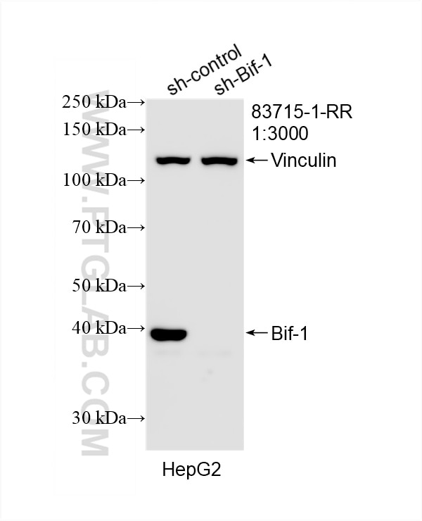 Western Blot (WB) analysis of HepG2 cells using Bif-1 Recombinant antibody (83715-1-RR)