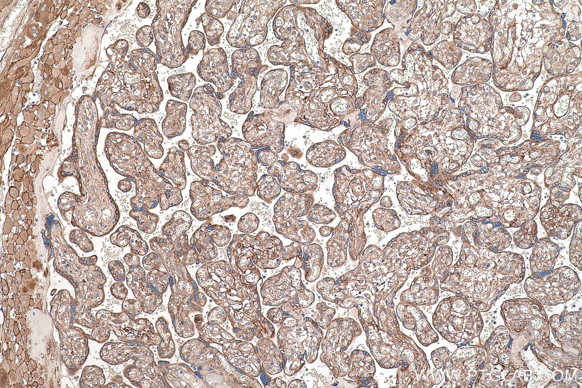 Immunohistochemistry (IHC) staining of human placenta tissue using Biglycan Monoclonal antibody (67275-1-Ig)