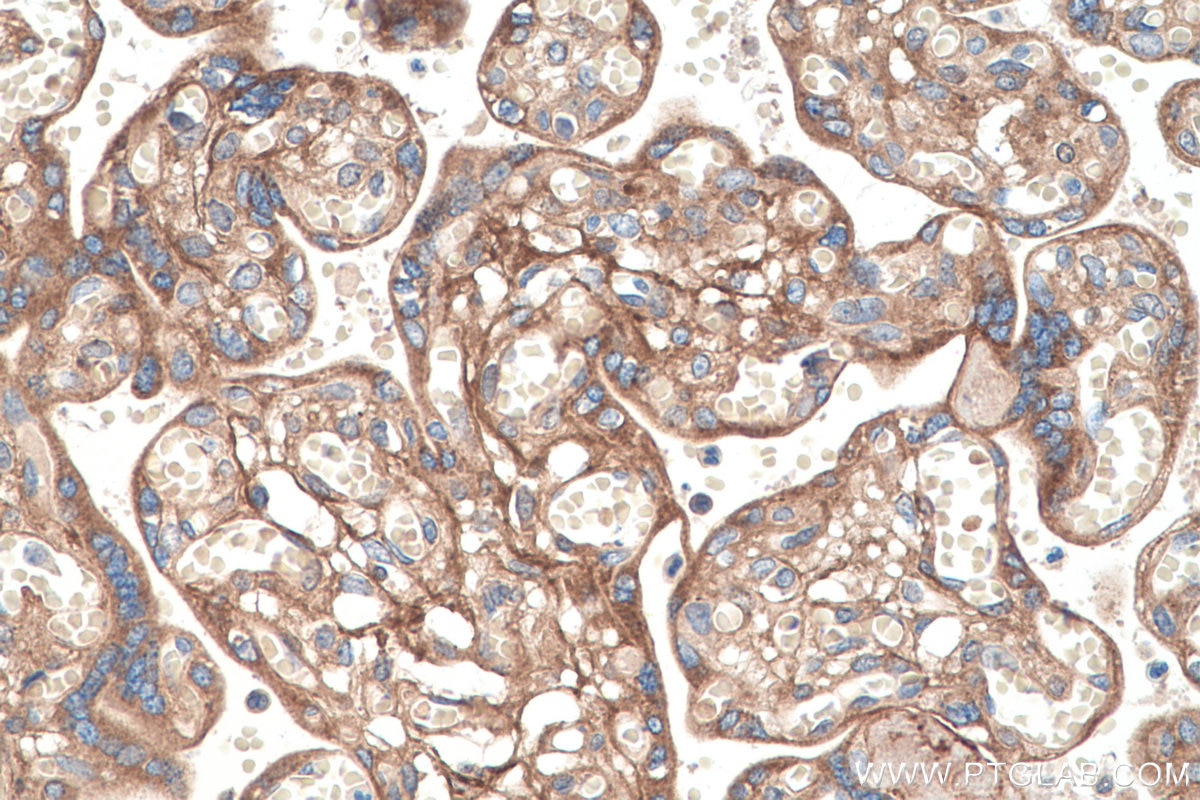 Immunohistochemistry (IHC) staining of human placenta tissue using Biglycan Monoclonal antibody (67275-1-Ig)