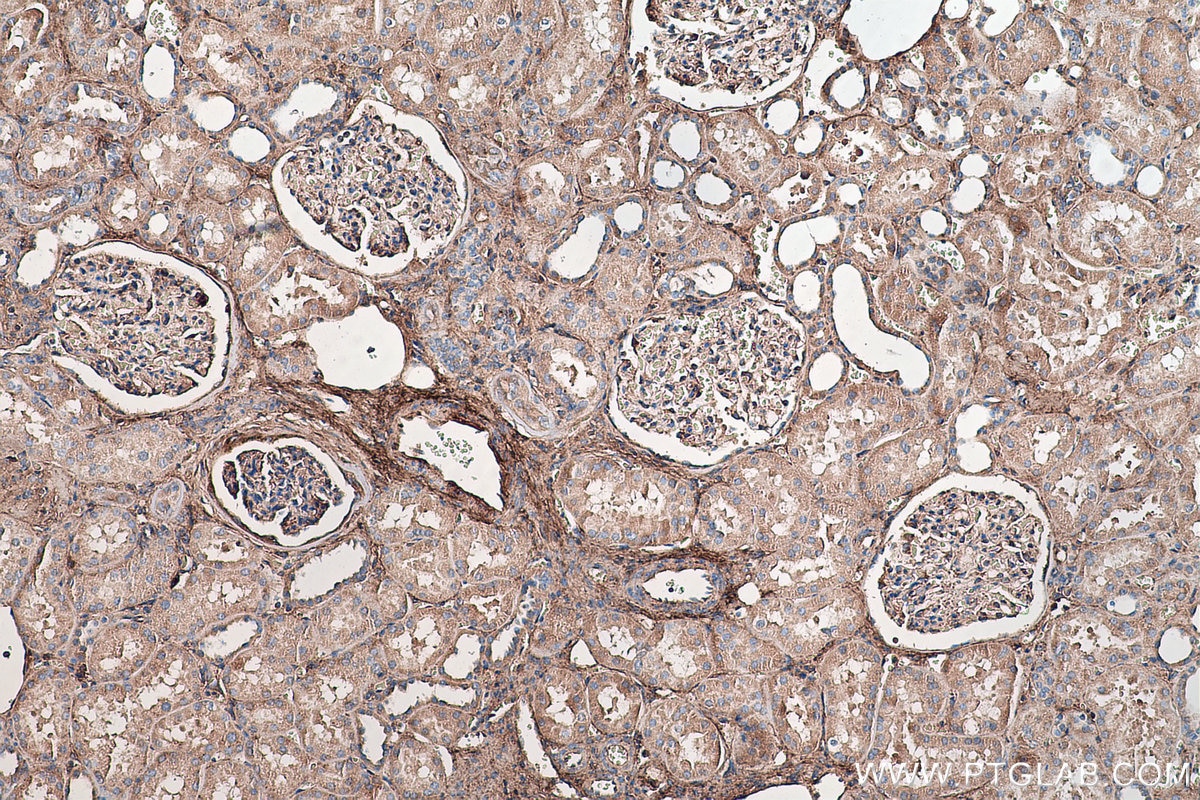 Immunohistochemistry (IHC) staining of human kidney tissue using Biglycan Monoclonal antibody (67275-1-Ig)