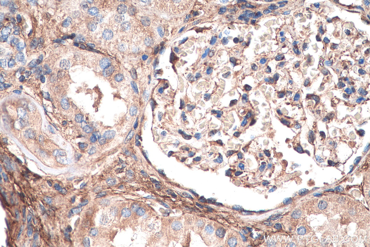 Immunohistochemistry (IHC) staining of human kidney tissue using Biglycan Monoclonal antibody (67275-1-Ig)