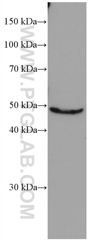 Western Blot (WB) analysis of HepG2 cells using Biglycan Monoclonal antibody (67275-1-Ig)