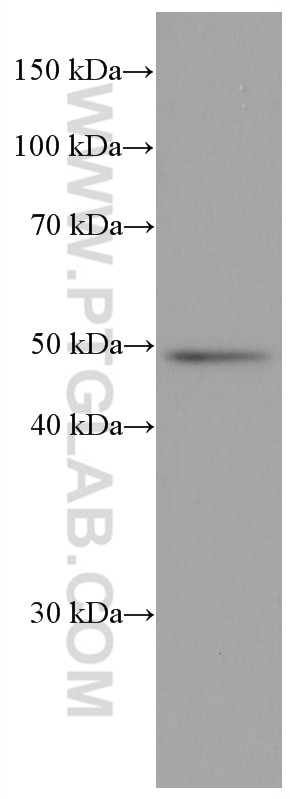 Western Blot (WB) analysis of pig colon tissue using Biglycan Monoclonal antibody (67275-1-Ig)