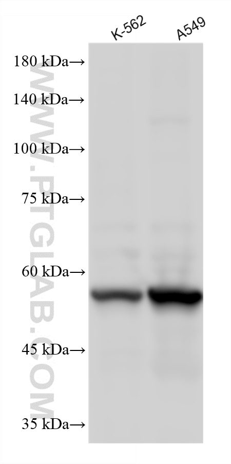 WB analysis using 86349-3-RR (same clone as 86349-3-PBS) Western Blot (WB) analysis of various lysates using Biotin Recombinant monoclonal antibody (86349-3-RR)