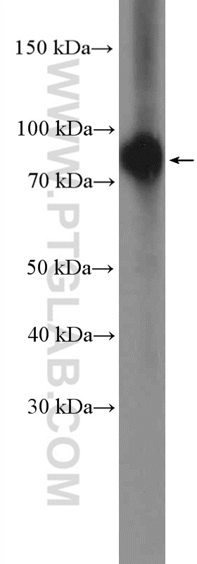 Western Blot (WB) analysis of K-562 cells using Bora Polyclonal antibody (26866-1-AP)