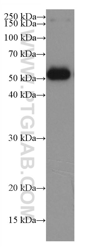 Western Blot (WB) analysis of Recombinant protein using Bovine IgG Monoclonal antibody (67615-1-Ig)