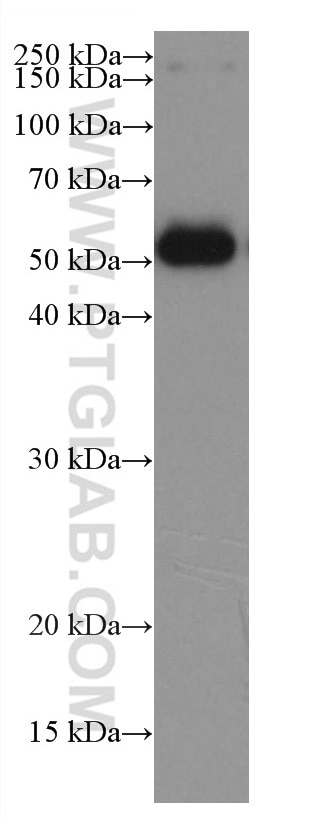 WB analysis of Recombinant protein using 67615-1-Ig