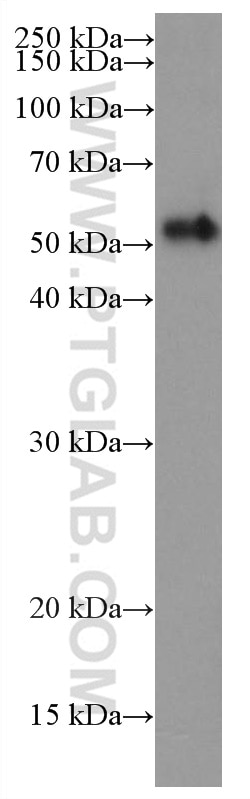 Western Blot (WB) analysis of Recombinant protein using Bovine IgG Monoclonal antibody (67615-1-Ig)