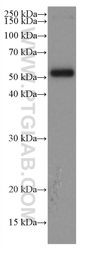 Western Blot (WB) analysis of Recombinant protein using Bovine IgG Monoclonal antibody (67615-1-Ig)