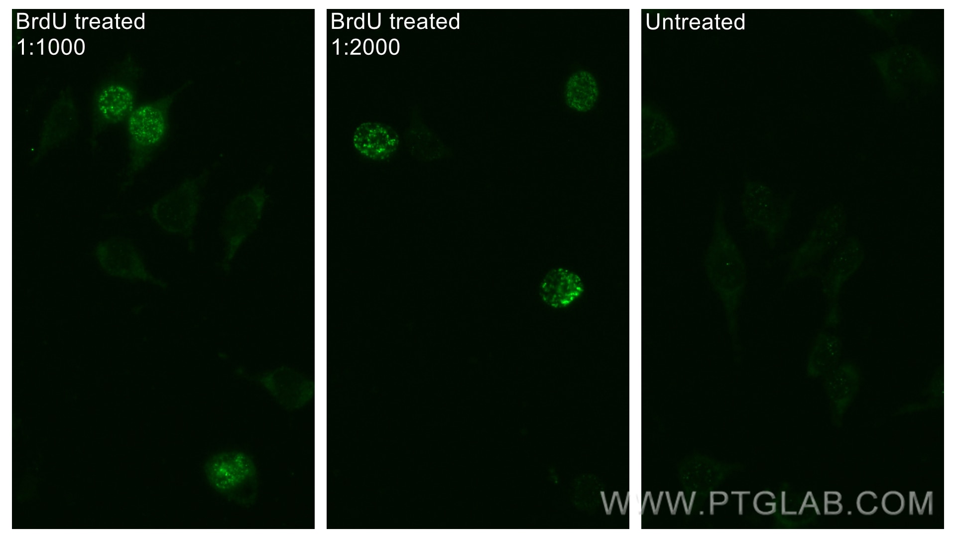 Immunofluorescence (IF) / fluorescent staining of L-929 cells using BrdU Monoclonal antibody (66241-1-Ig)