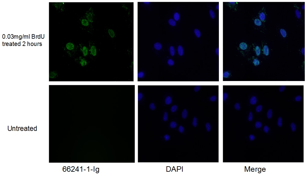 Immunofluorescence (IF) / fluorescent staining of HeLa cells using BrdU Monoclonal antibody (66241-1-Ig)