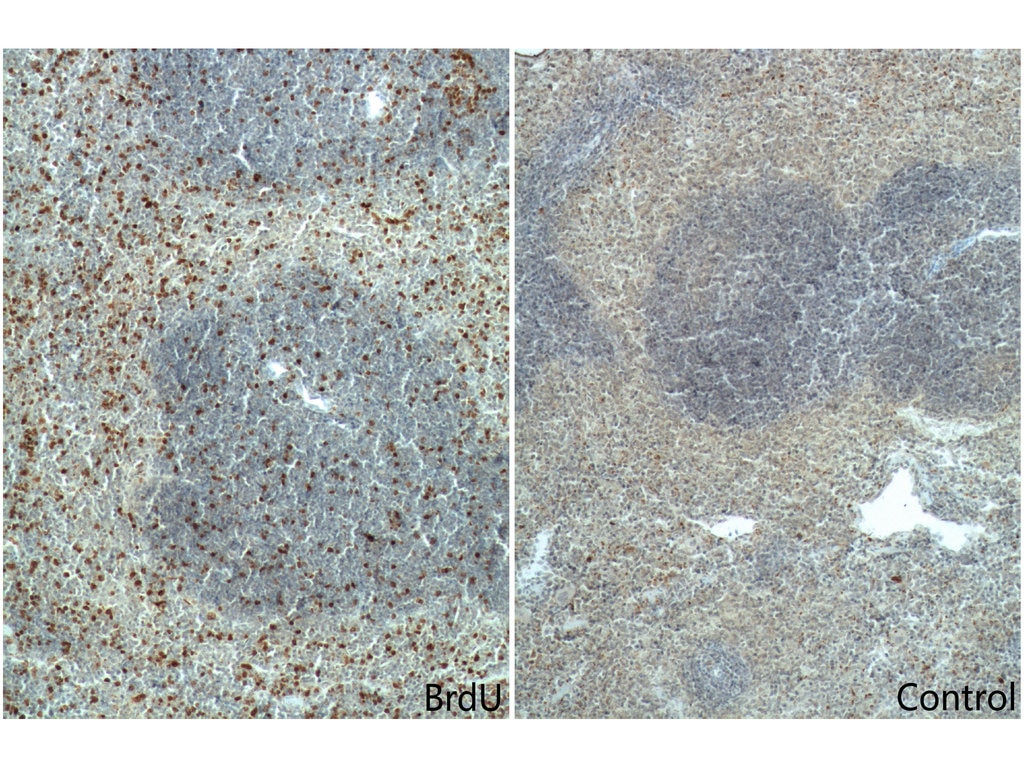 Immunohistochemistry (IHC) staining of mouse spleen tissue using BrdU Monoclonal antibody (66241-1-Ig)