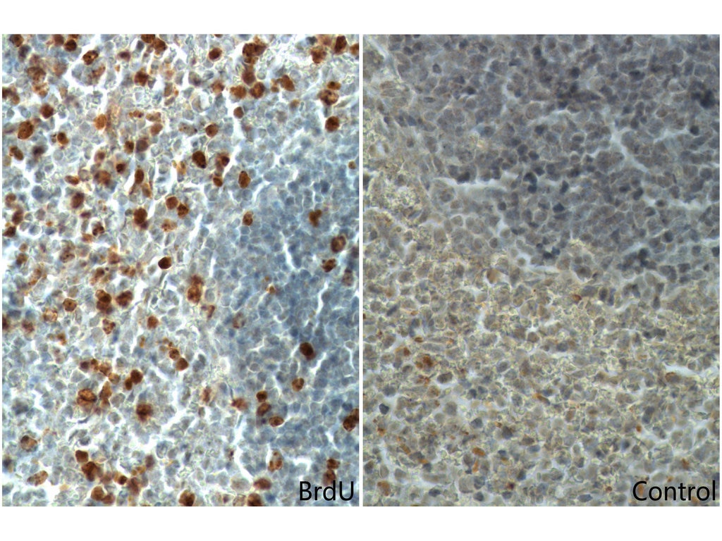 Immunohistochemistry (IHC) staining of mouse spleen tissue using BrdU Monoclonal antibody (66241-1-Ig)