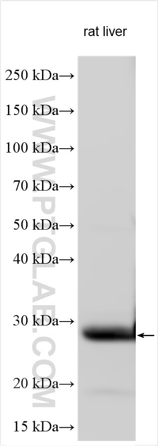 Western Blot (WB) analysis of various lysates using C-Reactive Protein/CRP Polyclonal antibody (31251-1-AP)