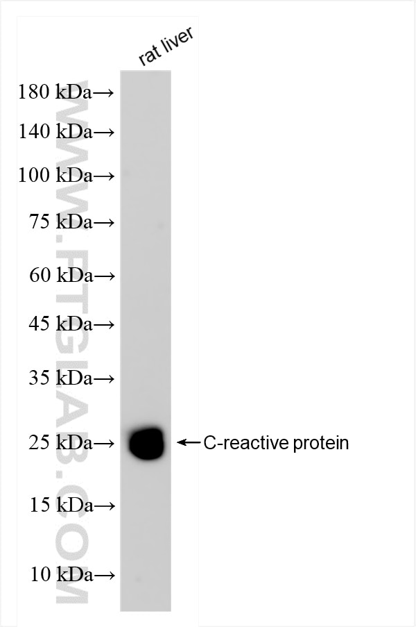 Western Blot (WB) analysis of rat liver tissue using C-Reactive Protein/CRP Recombinant antibody (83741-3-RR)