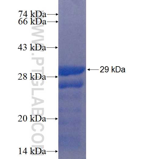 C10orf10 fusion protein Ag22773 SDS-PAGE