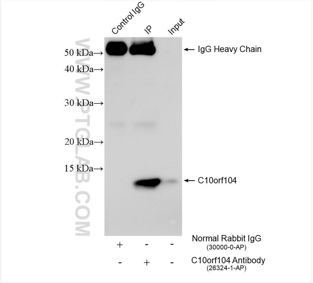 C10orf104