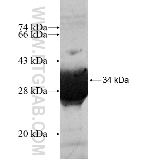 C10orf116 fusion protein Ag14341 SDS-PAGE