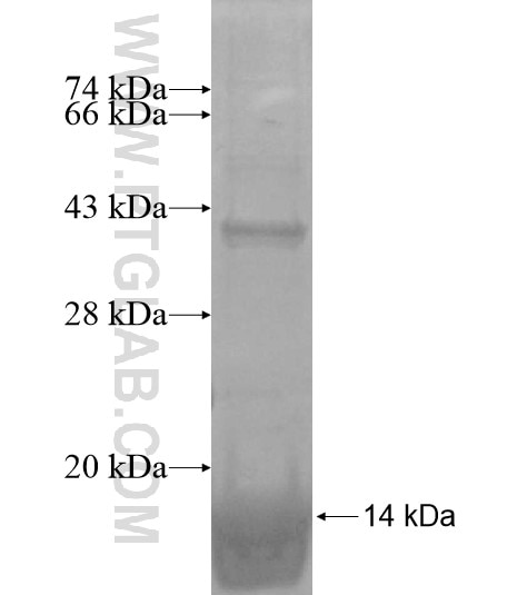 C10orf116 fusion protein Ag14875 SDS-PAGE