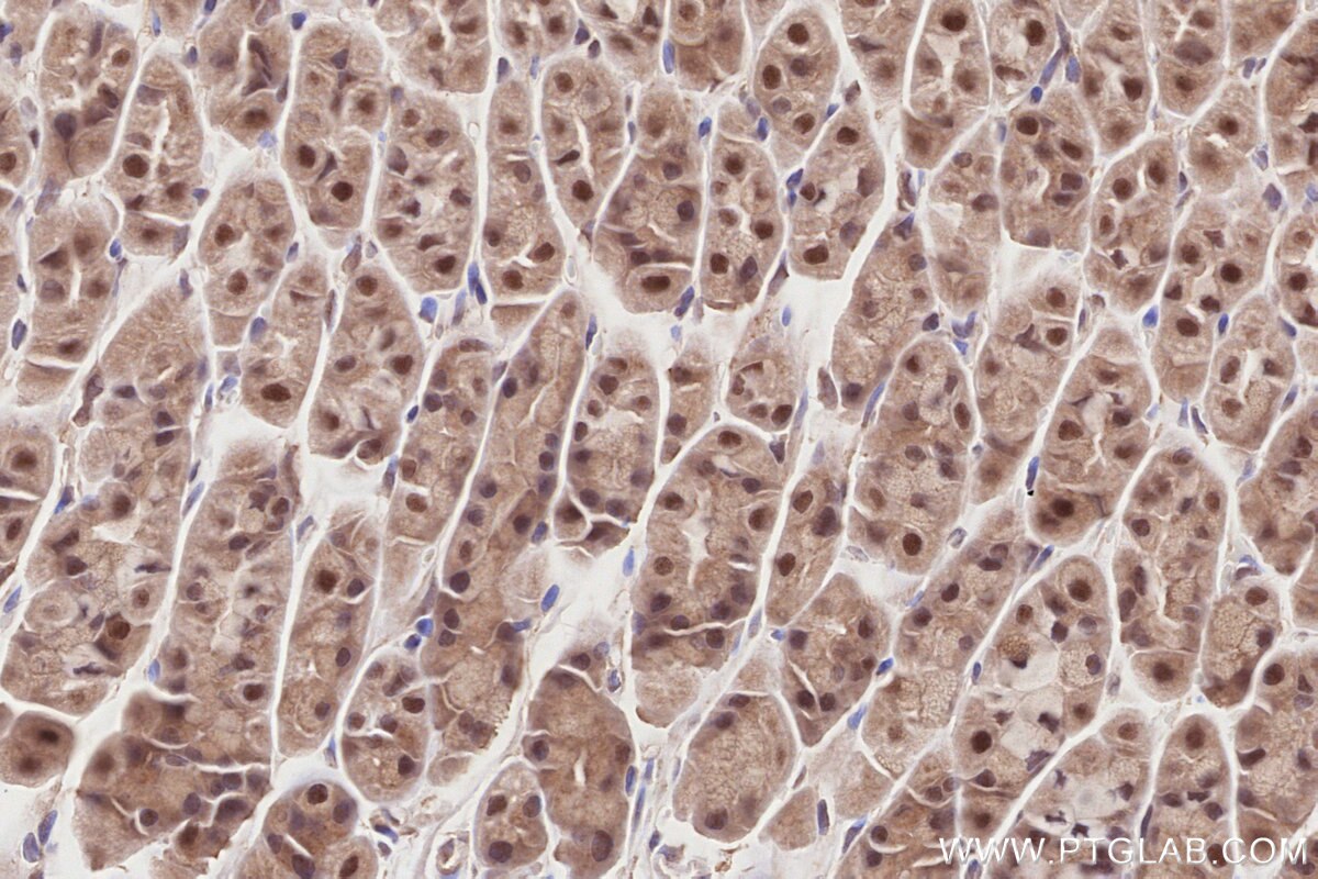 Immunohistochemistry (IHC) staining of mouse stomach tissue using MCM-BP Polyclonal antibody (19573-1-AP)