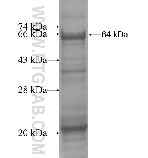 C10orf119 fusion protein Ag13750 SDS-PAGE