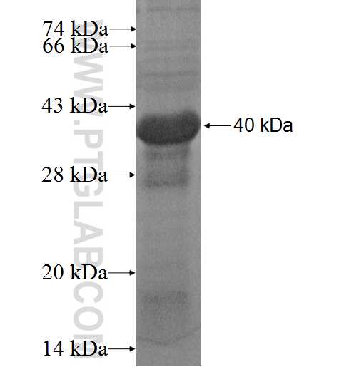 C10orf119 fusion protein Ag13967 SDS-PAGE