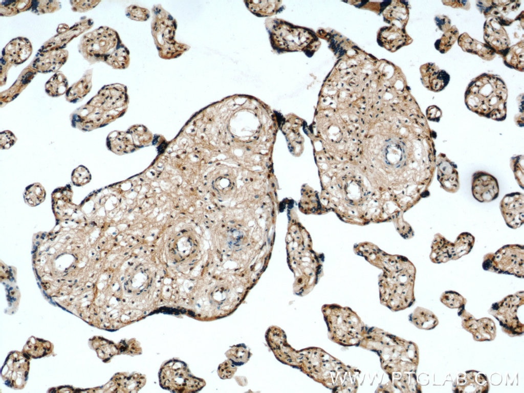 IHC staining of human placenta using 21883-1-AP
