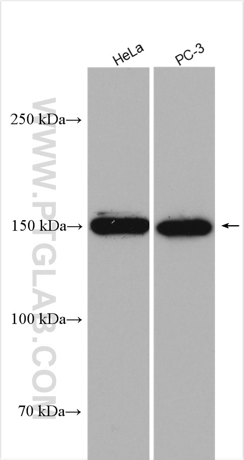 Western Blot (WB) analysis of various lysates using EDRF1 Polyclonal antibody (21883-1-AP)