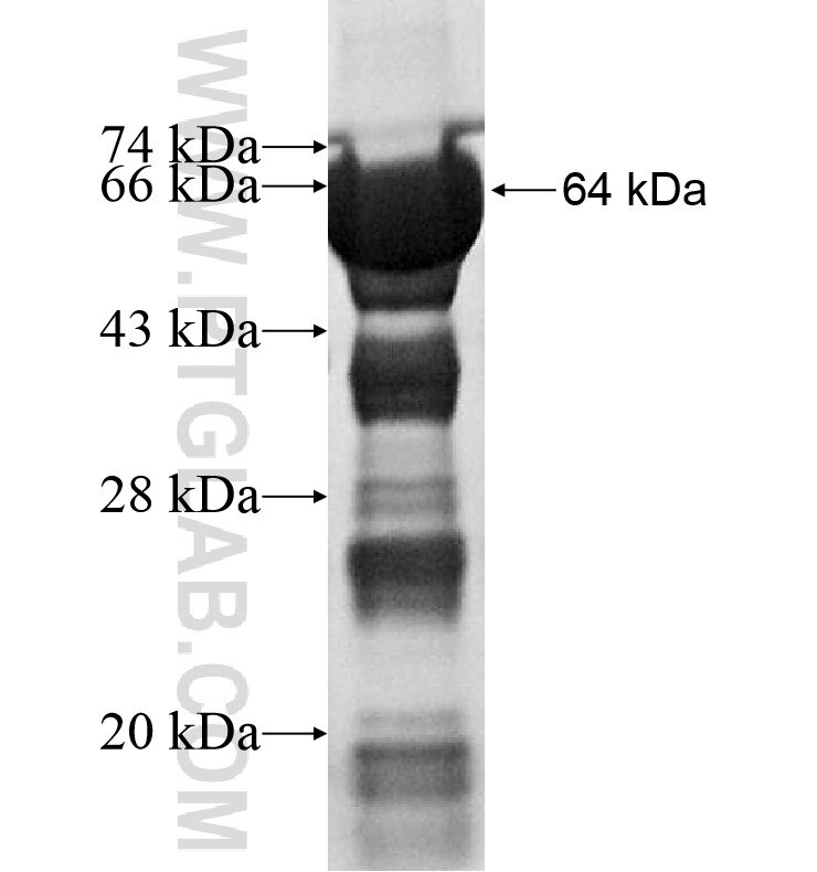 C10orf137 fusion protein Ag16441 SDS-PAGE