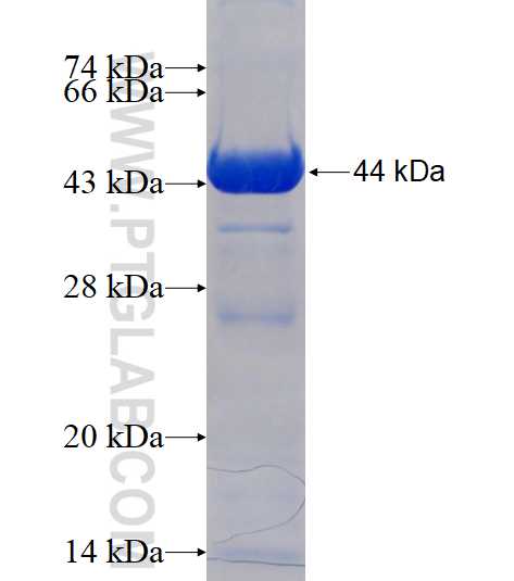 C10orf137 fusion protein Ag16877 SDS-PAGE