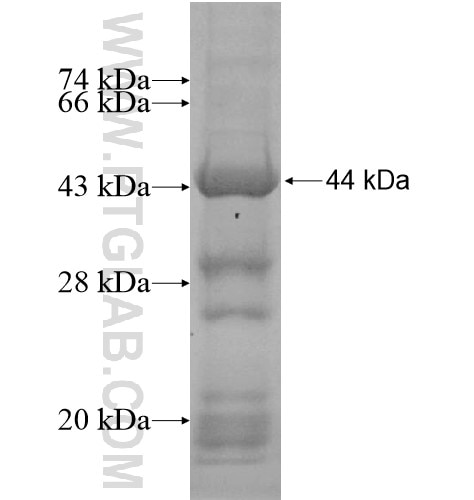 C10orf18 fusion protein Ag14221 SDS-PAGE