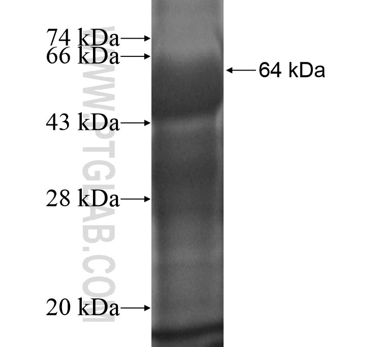 C10orf18 fusion protein Ag14240 SDS-PAGE