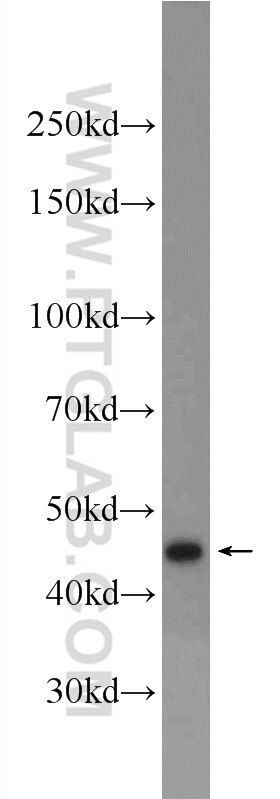 Western Blot (WB) analysis of HeLa cells using C10orf27 Polyclonal antibody (24424-1-AP)