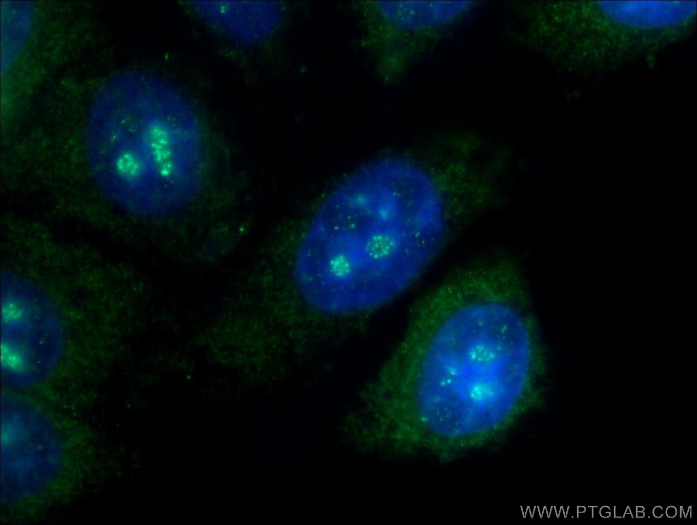 Immunofluorescence (IF) / fluorescent staining of HepG2 cells using C10orf28 Polyclonal antibody (24967-1-AP)