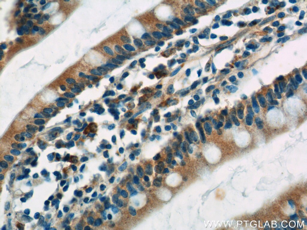 Immunohistochemistry (IHC) staining of human small intestine tissue using C10orf28 Polyclonal antibody (24967-1-AP)