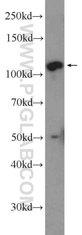 Western Blot (WB) analysis of A549 cells using C10orf28 Polyclonal antibody (24967-1-AP)