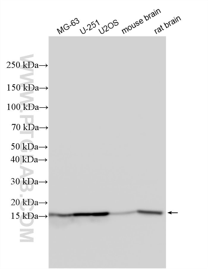 WB analysis using 33819-1-AP Western Blot (WB) analysis of various lysates using C10orf35 Polyclonal antibody (33819-1-AP)