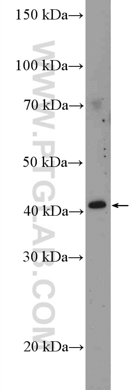Western Blot (WB) analysis of mouse liver tissue using C10orf46 Polyclonal antibody (26321-1-AP)