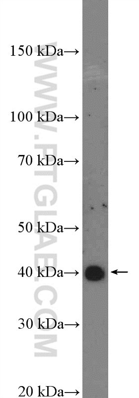 Western Blot (WB) analysis of L02 cells using C10orf46 Polyclonal antibody (26321-1-AP)