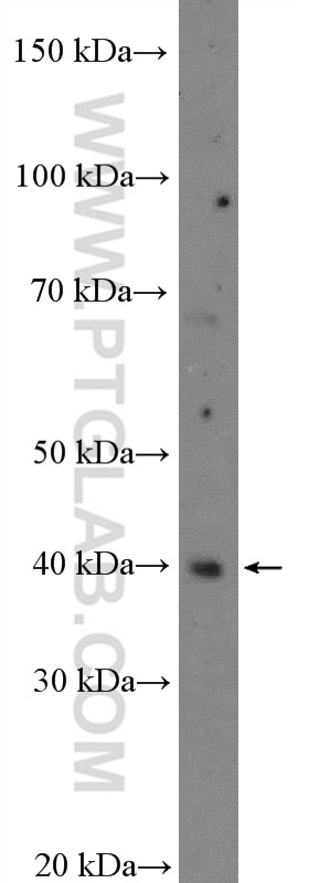 Western Blot (WB) analysis of L02 cells using C10orf46 Polyclonal antibody (26321-1-AP)