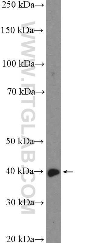 Western Blot (WB) analysis of L02 cells using C10orf46 Polyclonal antibody (26321-1-AP)