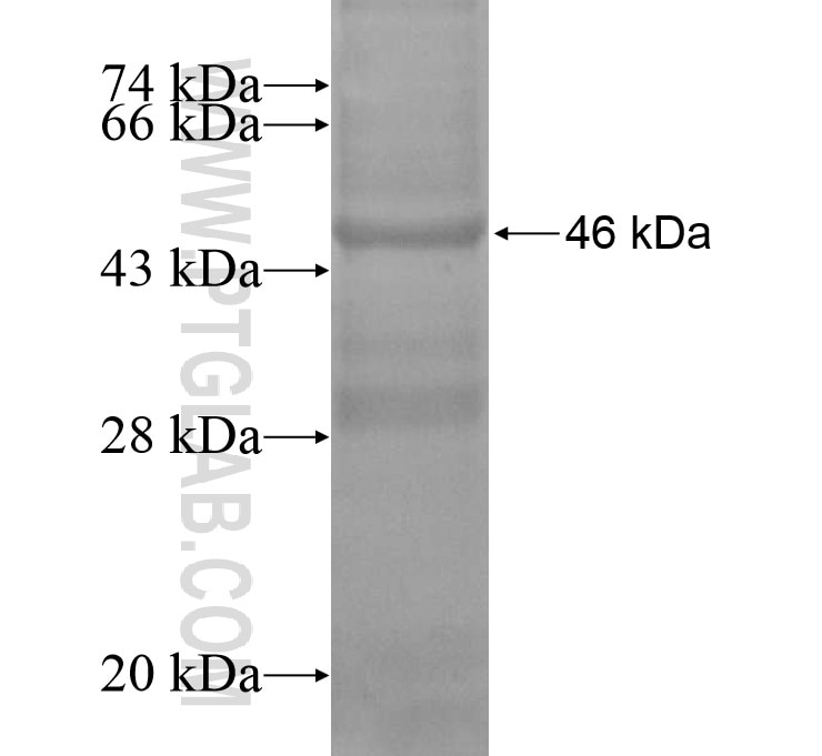 C10orf53 fusion protein Ag15191 SDS-PAGE
