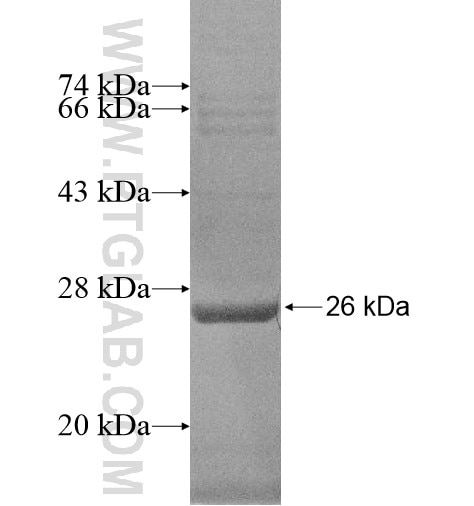 C10orf53 fusion protein Ag15621 SDS-PAGE