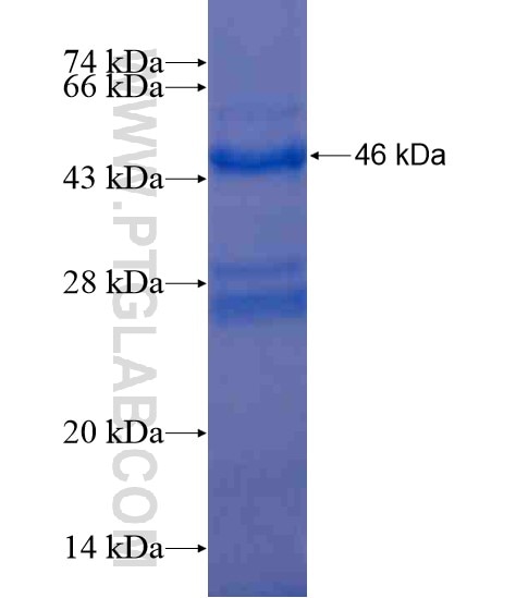 C10orf54 fusion protein Ag20600 SDS-PAGE