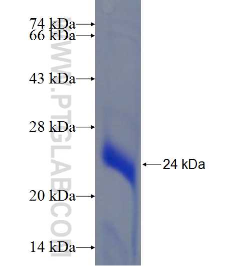 C10orf55 fusion protein Ag23716 SDS-PAGE